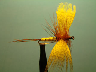 Yellow Drake Mayfly (12)